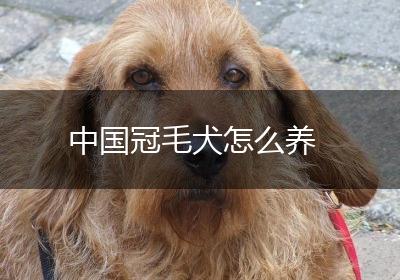 中国冠毛犬怎么养