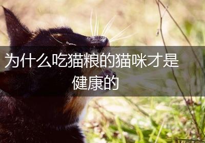 为什么吃猫粮的猫咪才是健康的