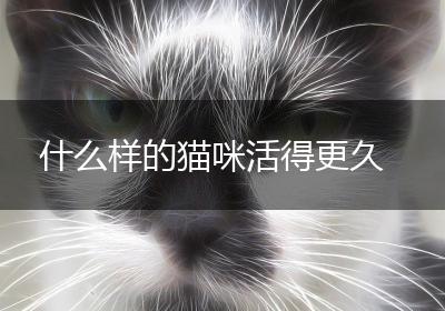 什么样的猫咪活得更久