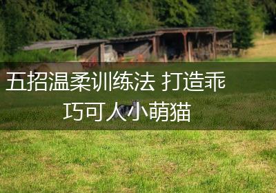 五招温柔训练法 打造乖巧可人小萌猫