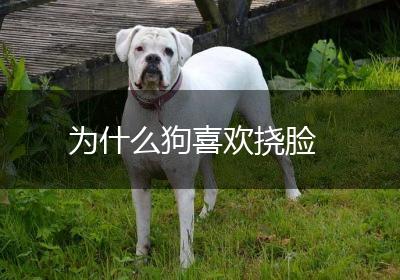 为什么狗喜欢挠脸