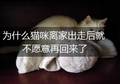 为什么猫咪离家出走后就不愿意再回来了