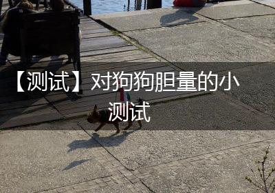 【测试】对狗狗胆量的小测试