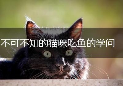 不可不知的猫咪吃鱼的学问