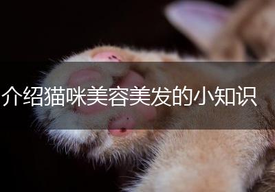 介绍猫咪美容美发的小知识
