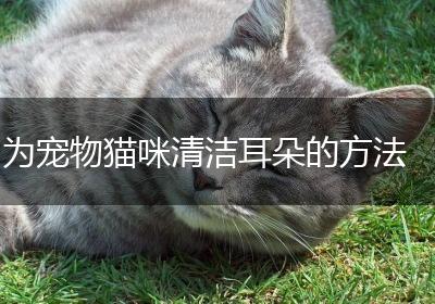 为宠物猫咪清洁耳朵的方法