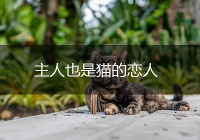 主人也是猫的恋人
