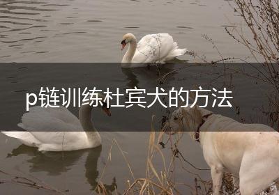 p链训练杜宾犬的方法