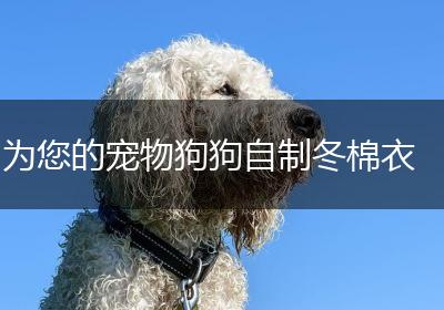 为您的宠物狗狗自制冬棉衣