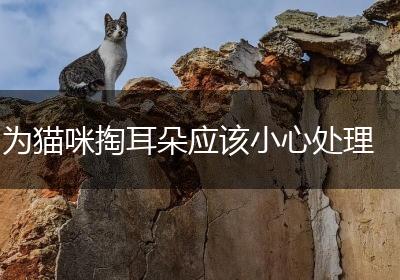为猫咪掏耳朵应该小心处理