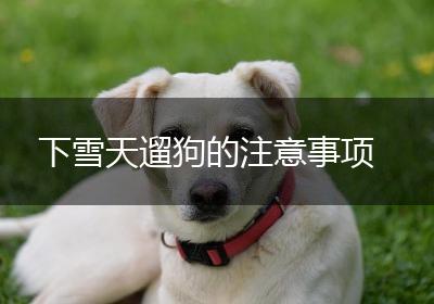 下雪天遛狗的注意事项