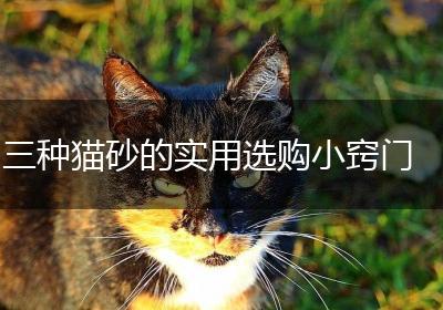 三种猫砂的实用选购小窍门