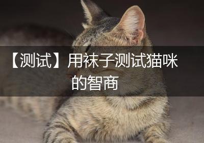 【测试】用袜子测试猫咪的智商