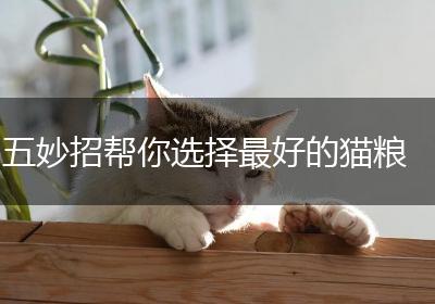 五妙招帮你选择最好的猫粮