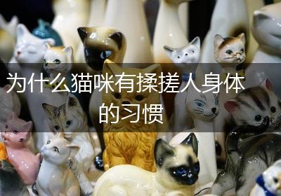 为什么猫咪有揉搓人身体的习惯