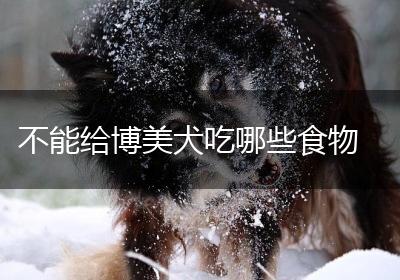 不能给博美犬吃哪些食物