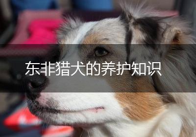 东非猎犬的养护知识