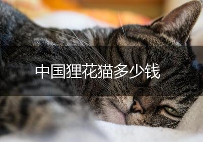 中国狸花猫多少钱