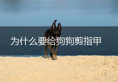为什么要给狗狗剪指甲