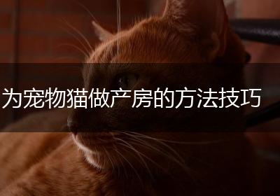 为宠物猫做产房的方法技巧