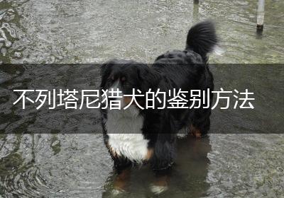 不列塔尼猎犬的鉴别方法