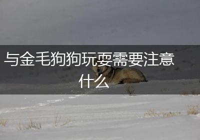 与金毛狗狗玩耍需要注意什么