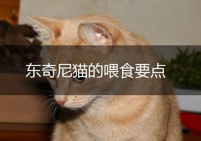 东奇尼猫的喂食要点