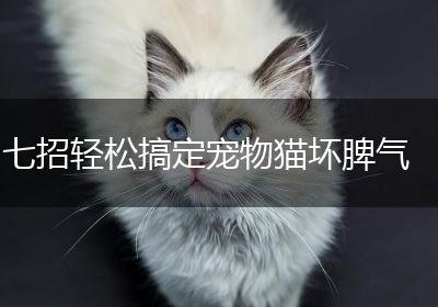 七招轻松搞定宠物猫坏脾气