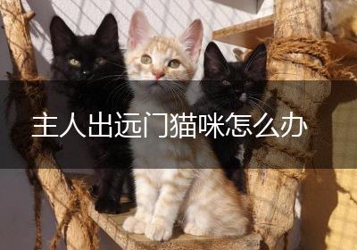 主人出远门猫咪怎么办