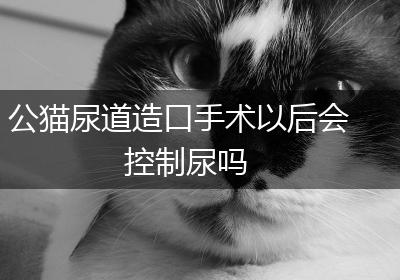 公猫尿道造口手术以后会控制尿吗