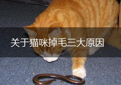 关于猫咪掉毛三大原因