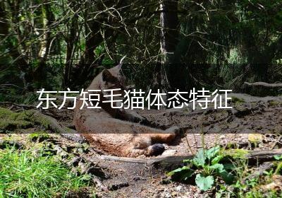 东方短毛猫体态特征