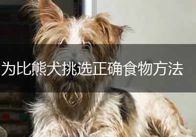 为比熊犬挑选正确食物方法