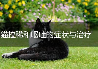 猫拉稀和呕吐的症状与治疗