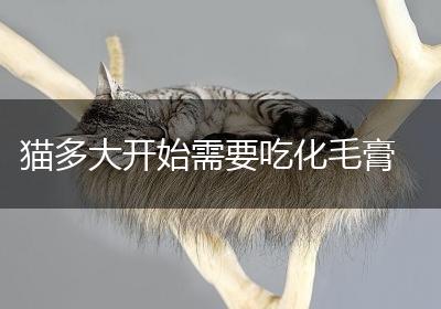 猫多大开始需要吃化毛膏