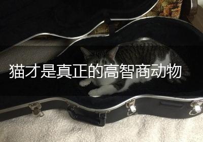 猫才是真正的高智商动物