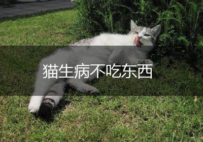 猫生病不吃东西