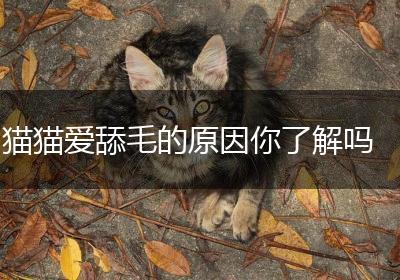 猫猫爱舔毛的原因你了解吗