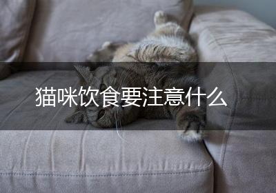 猫咪饮食要注意什么