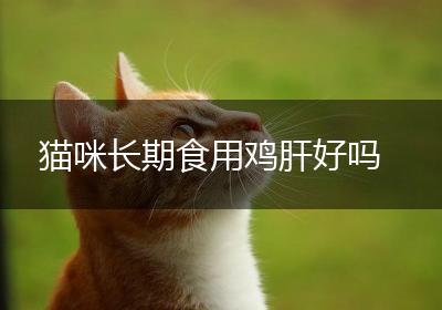 猫咪长期食用鸡肝好吗