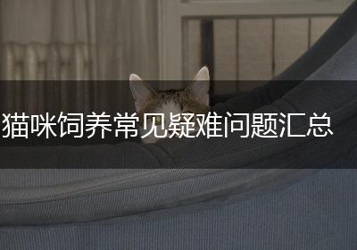 猫咪饲养常见疑难问题汇总