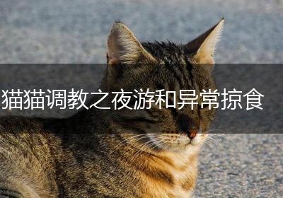 猫猫调教之夜游和异常掠食