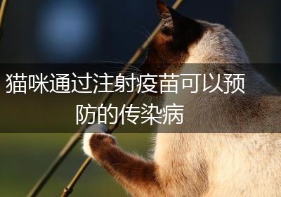 猫咪通过注射疫苗可以预防的传染病