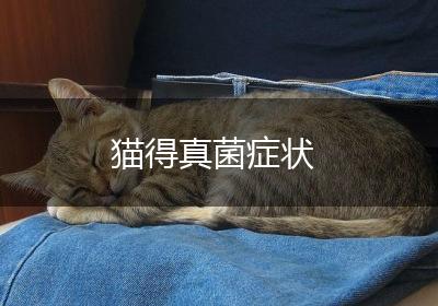 猫得真菌症状