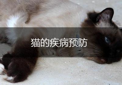猫的疾病预防
