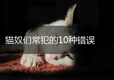 猫奴们常犯的10种错误
