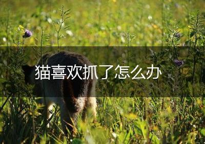 猫喜欢抓了怎么办
