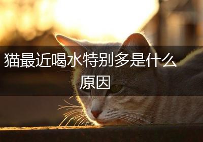 猫最近喝水特别多是什么原因