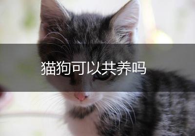 猫狗可以共养吗