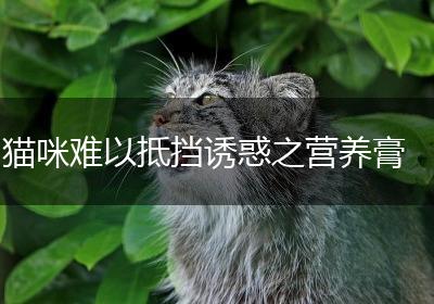 猫咪难以抵挡诱惑之营养膏